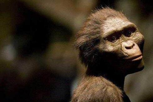 猩猩突变成人类视频,揭秘人类起源的神秘视频